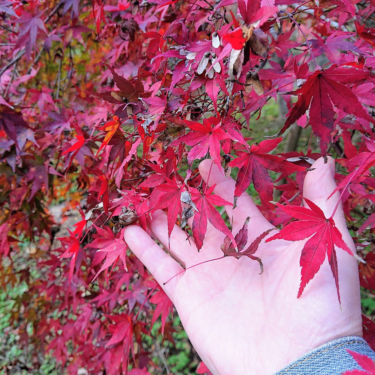 🌲🌊Synシン🍙🍷🍺 (@SNZinakamono) / Posts / X