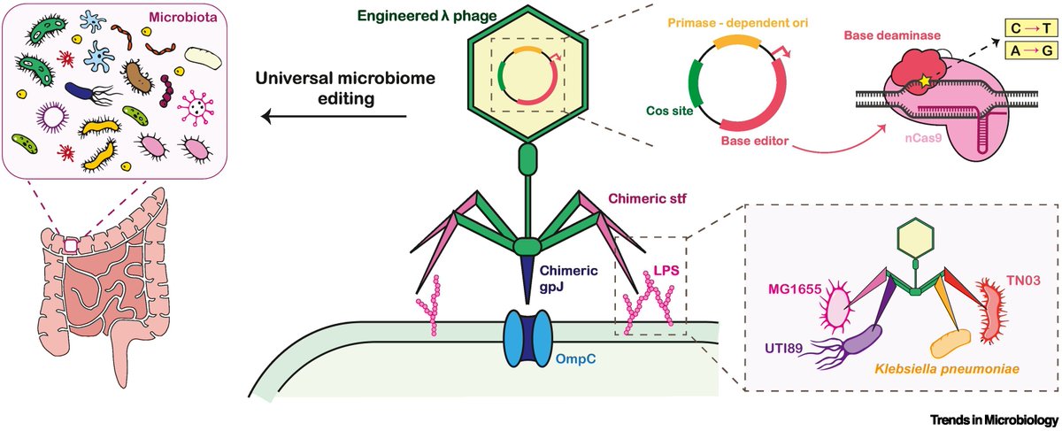 Microbiome2026's tweet image. 🔬Engineered Phages: Precision Microbiome Editing
phages deliver genetic edits to gut bacteria. ✨Universal editing |🧬Base edits |🦠Multi-strain targeting
🌍GMC 2026 | June 15–16 | Boston

👉microbiomecongress.org/registrations/
➡️Follow for updates!

#PhageTherapy #GeneEditing  #GutHealth