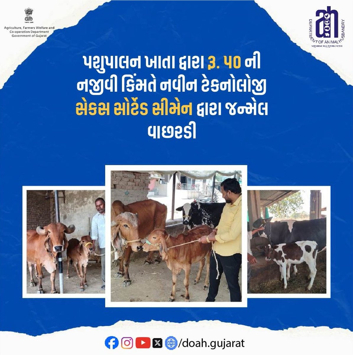 DoahGujarat's tweet image. પશુપાલન ખાતાં દ્વારા રૂ.૫૦ ની નજીવી કિંમતે નવીન ટેકનોલોજી સેકસ સોર્ટેડ સીમેન દ્વારા જન્મેલ વાછરડી.. સેકસ સોર્ટેડ સીમેન દ્રારા ૮૫ થી ૯૦% માદા બચ્ચાનો જન્મ થાય છે.

@Dept_of_AHD  @jitu_vaghani 
@RameshKataraMLA 
@InfoGujarat 

#sexsortedsemen #animalhusbandry #newtechnology
