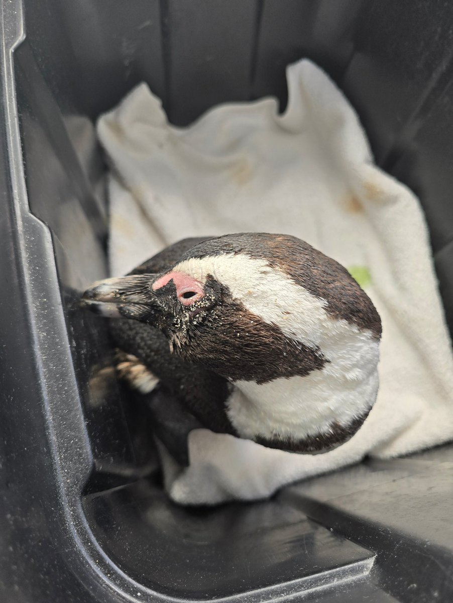 SANCCOB's tweet image. African Penguins are dying from Bird Flu. 🚨

There is no cure. What we have is prevention, protection and the urgency to act now.

Learn more: tr.ee/HPAI-Outbreak
Support: tr.ee/SaveThePenguins

#SANCCOB #HPAI #AvianInfluenza #BirdFlu #SavingSeabirds #Conservation