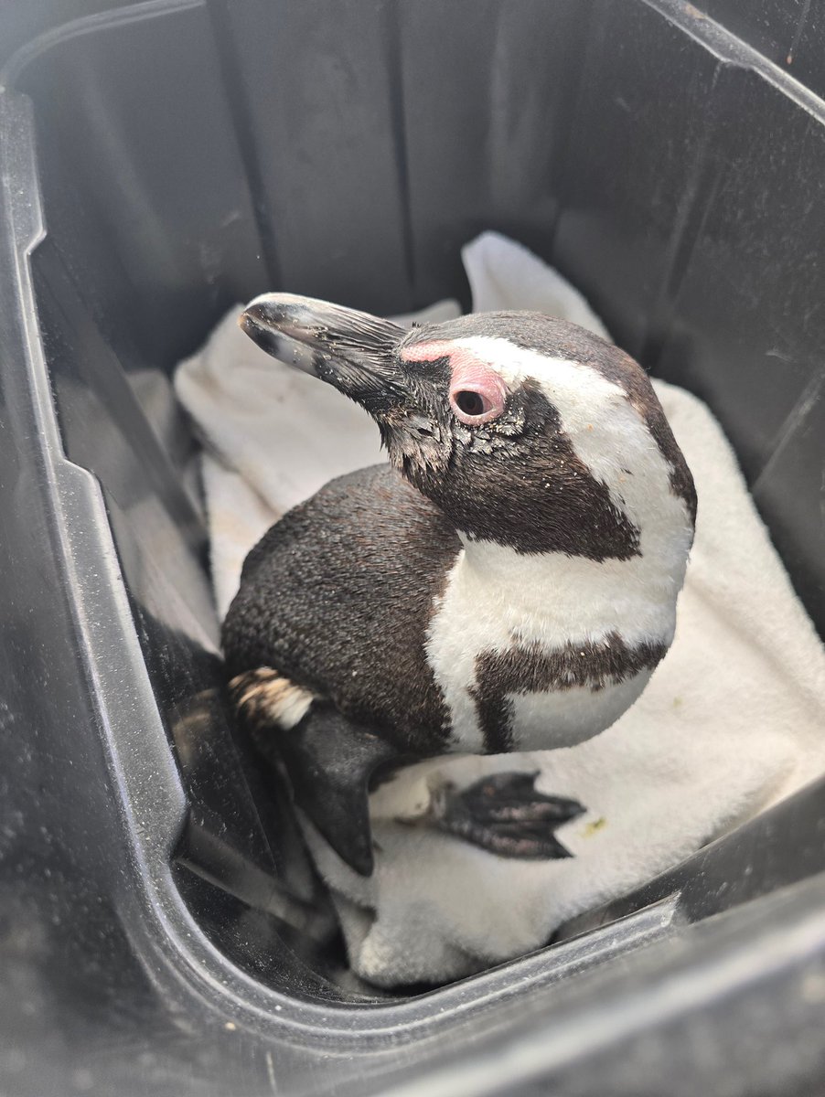 SANCCOB's tweet image. African Penguins are dying from Bird Flu. 🚨

There is no cure. What we have is prevention, protection and the urgency to act now.

Learn more: tr.ee/HPAI-Outbreak
Support: tr.ee/SaveThePenguins

#SANCCOB #HPAI #AvianInfluenza #BirdFlu #SavingSeabirds #Conservation