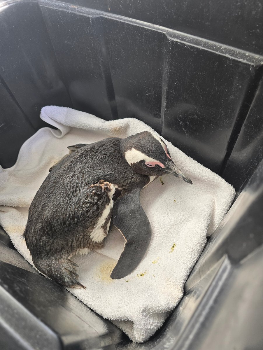 SANCCOB's tweet image. African Penguins are dying from Bird Flu. 🚨

There is no cure. What we have is prevention, protection and the urgency to act now.

Learn more: tr.ee/HPAI-Outbreak
Support: tr.ee/SaveThePenguins

#SANCCOB #HPAI #AvianInfluenza #BirdFlu #SavingSeabirds #Conservation