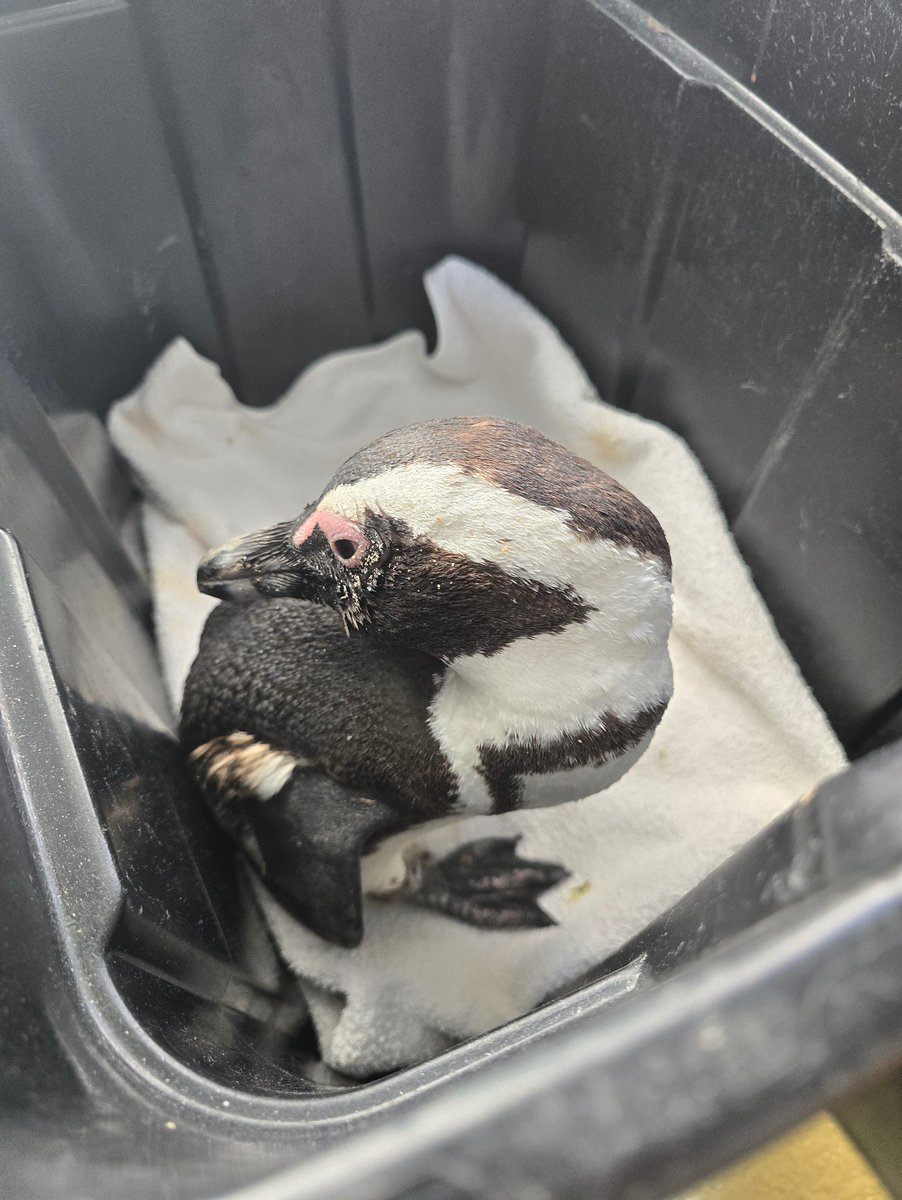 SANCCOB's tweet image. African Penguins are dying from Bird Flu. 🚨

There is no cure. What we have is prevention, protection and the urgency to act now.

Learn more: tr.ee/HPAI-Outbreak
Support: tr.ee/SaveThePenguins

#SANCCOB #HPAI #AvianInfluenza #BirdFlu #SavingSeabirds #Conservation