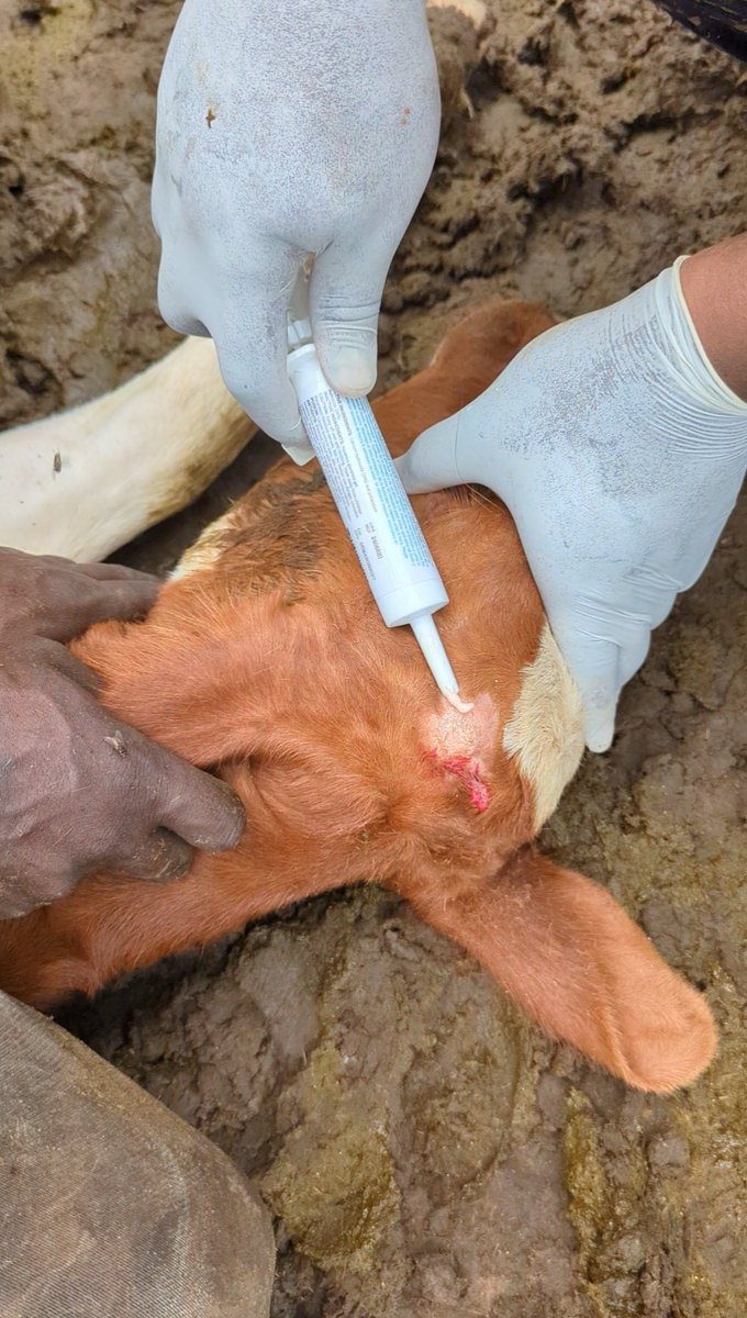 GlobalVetUg's tweet photo. Animal Health Tips! 
Regular check-ups are key to a happy and healthy animal! Don't wait until it's too late , schedule an appointment with us today! 📞 #AnimalHealth #VetCheck #GlobalVetUg https://t.co/EgTcksgAh4