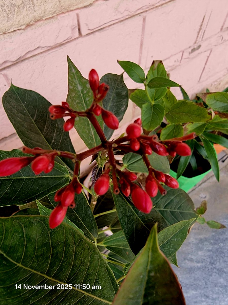 Glorious #winter flower buds.