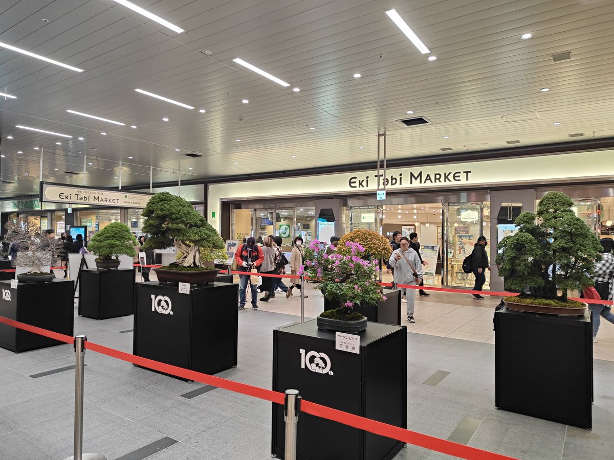 hiruma_bonsai's tweet photo. 【大宮盆栽村開村100周年イベント】
①大宮駅は盆栽ムードで一杯
②即売所にて「盆栽やられるんですか？」「少し」と応えました笑
③パレスホテルに入るとカンちゃん、太雅君、高橋ひかるちゃんのトークセッションが…羨ましい🤤
④「あっヒルマさん👋」（そんな訳無いw）

17時からはパーティーです🥂 https://t.co/yUzo7LoYZp
