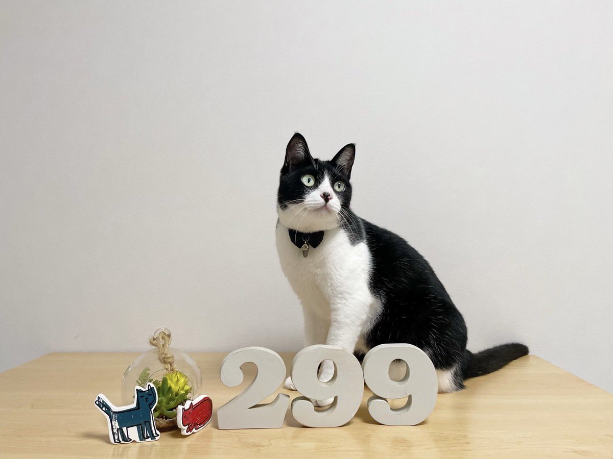 モデル撮影中のフィリさん🐾 #猫好きさんと繋がりたい𓏲𓎨 #猫のいる