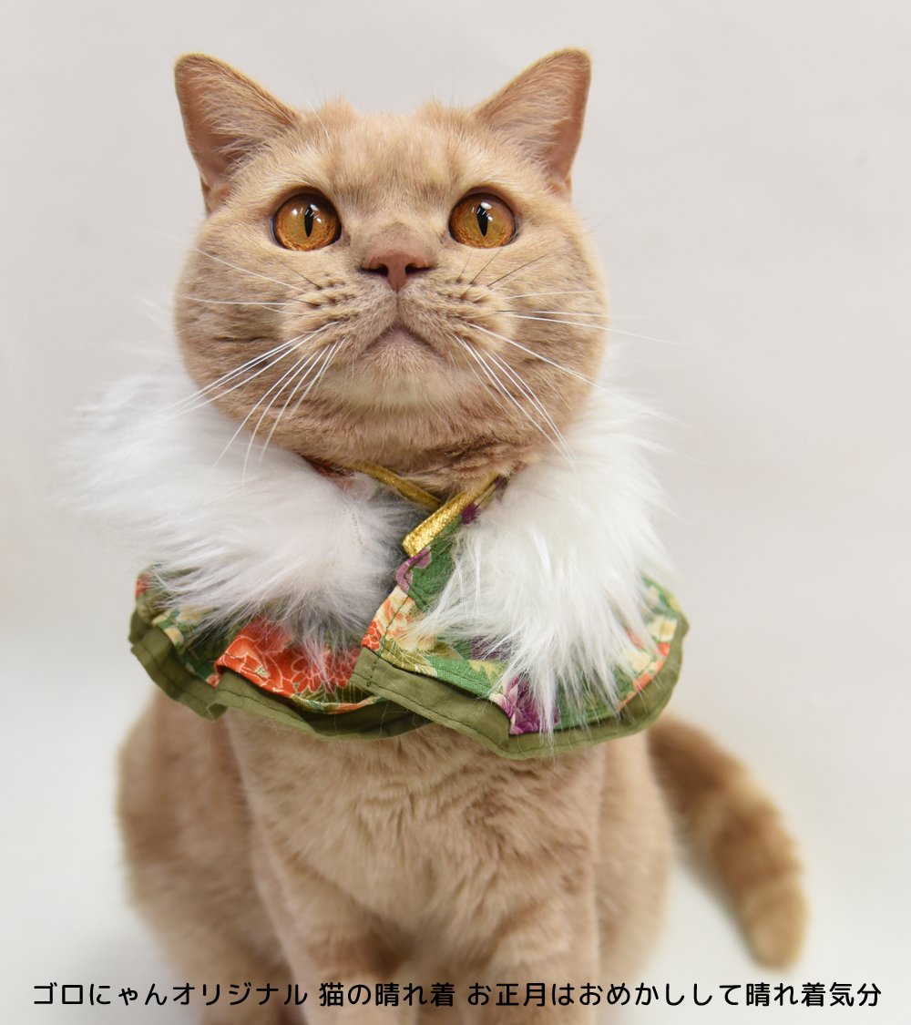 猫用品のゴロにゃん (@56nyan_com) / Posts / X
