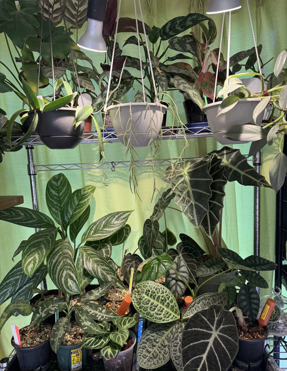 Masaya (@masaya_zxrs) / Posts / X