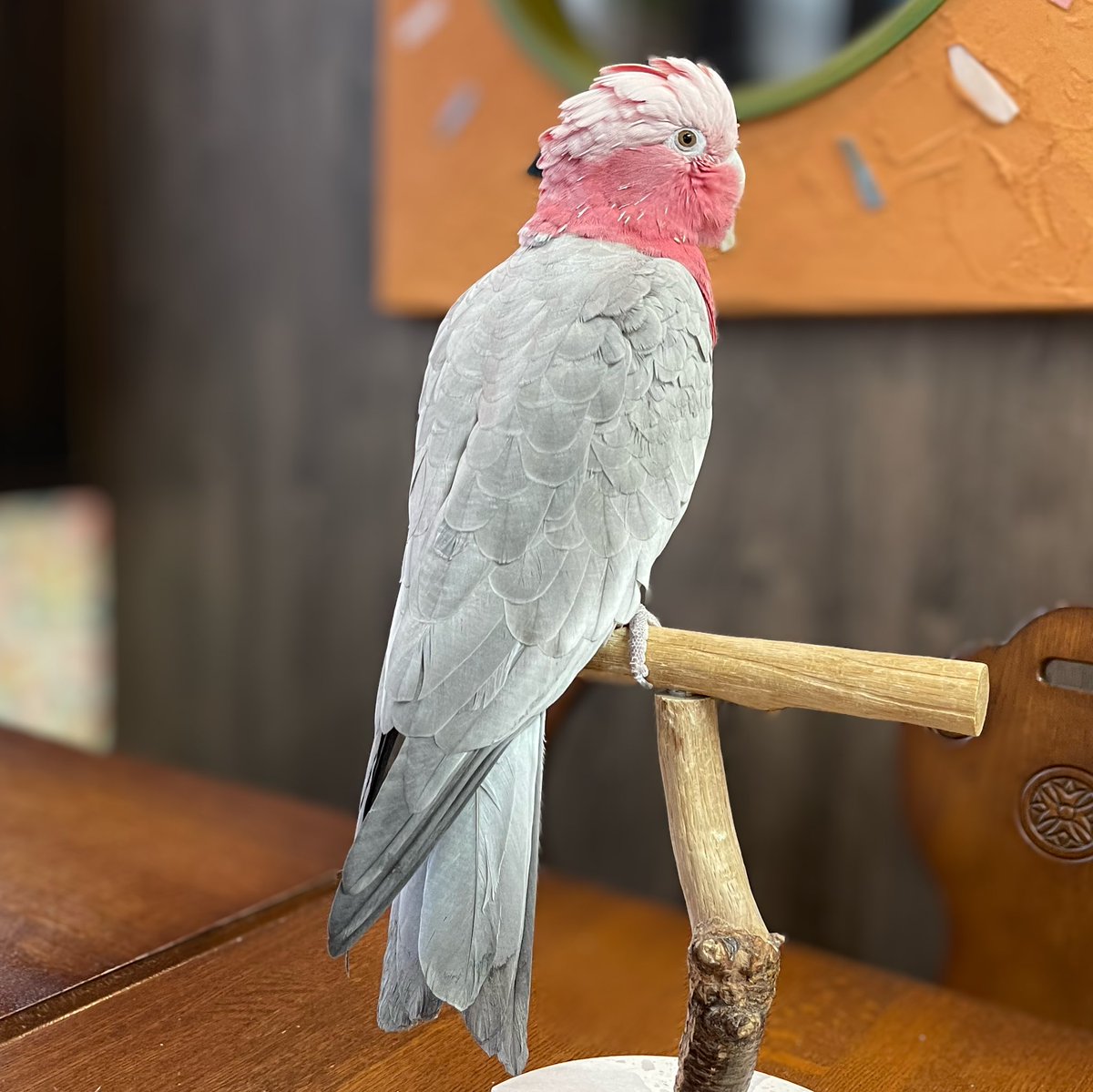 parrot_freak's tweet image. 今日の☕️オウムカフェ
🕊️モモイロインコ 女の仔、すっかりお店の雰囲気に馴染んでいます。🪶長い尾羽がとても優雅で、触れ合いでも人気の仔。ボルナ検査も済んで安心のお迎え準備OKです😊✨詳細は parrot-freak.com/?p=9553 🙇

＃モモイロインコ ＃モモイロインコ販売  #galah