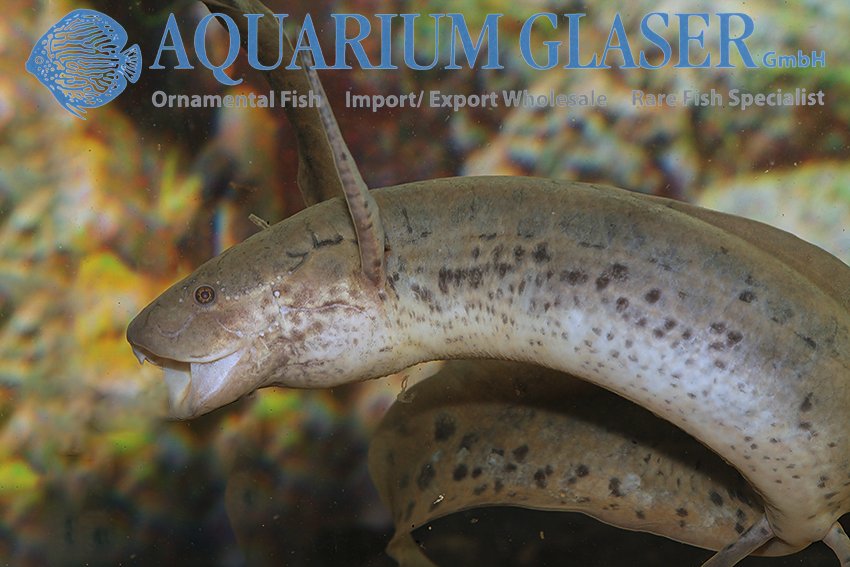 aquariumglaser's tweet photo. #Protopterus #annectens #Nigeria
find more details and pics @ https://t.co/kgExUnuDLM https://t.co/Adqem2QFGc