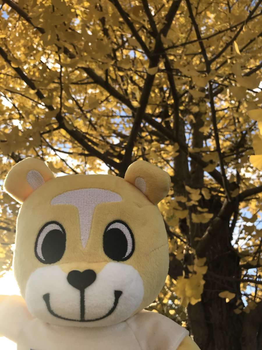 どお！？
このあき🍁

#イチョウの木
#秋
