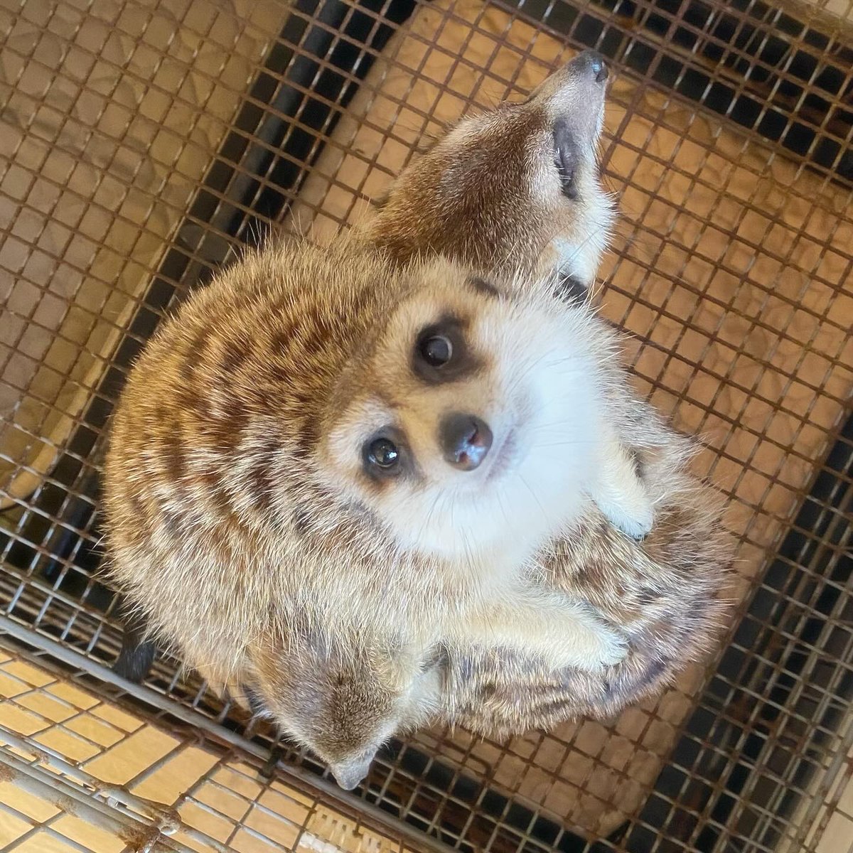 googoo_cafe's tweet image. くまちゃんとサルサちゃんに寄り添って、
まったりタイムを満喫中のコアラちゃん🐨✨

きゅるんとしたおめめがたまらない、
とってもキュートな女の子です𓅯♡

今日ものんびり、みんなで仲良く過ごしています🌿

Snuggled up with Kuma-chan and Salsa-chan,
Koala-chan is enjoying a relaxing time…