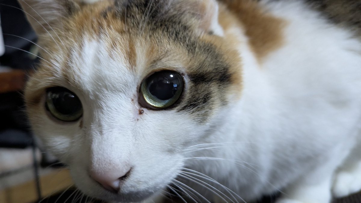 カツオ圧🐟️きたぁ🤣