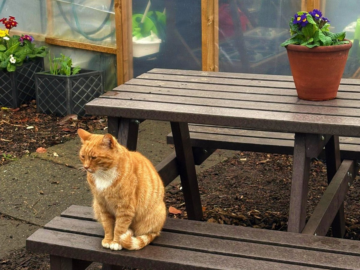 Despite winter creeping up on us, there's still so much colour &amp; life in the garden, here at the Monastery. We even seem to have acquired an extremely friendly ginger cat, who's evidently having a lovely time hanging out amongst the autumn flowers blooming all around!  🌼 🌺 😻