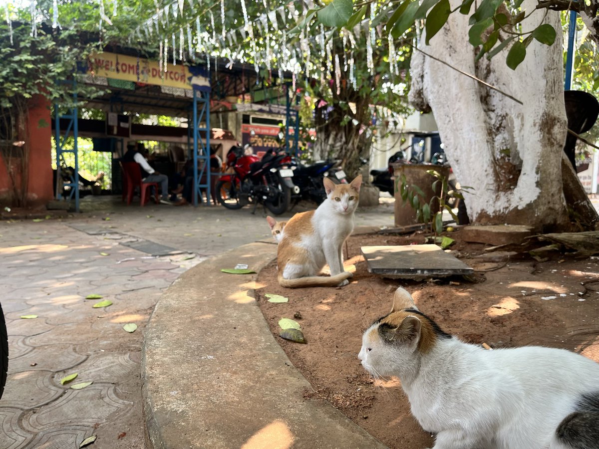 yugayatri's tweet image. Waiting. #CatsOfTwitter