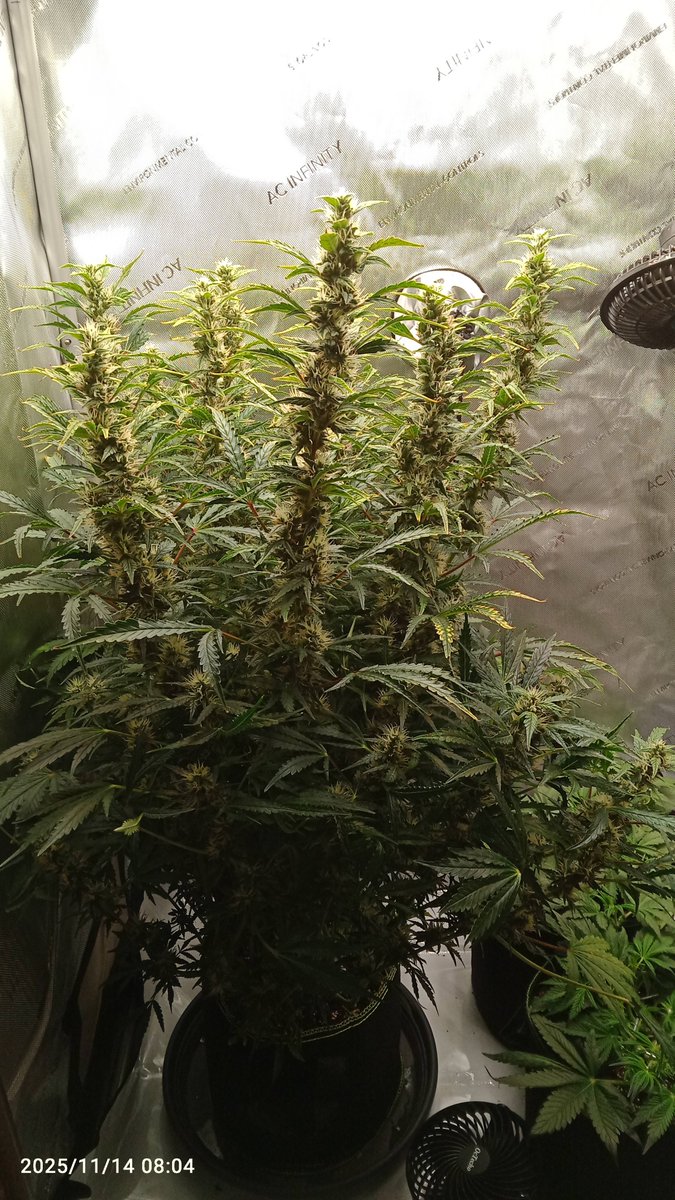 Guten Morgen Community 😊 

Tag 70 der ??? Aus dem Mixpack von <a href="/Fast_Buds_De/">Fast Buds DE</a> 
Ja... Kleine Anzeichen das sie doch irgendwann mal geerntet werden will.

Tag 27 der Tropicana Cookies und der Guava Auto auch von <a href="/Fast_Buds/">Fast Buds</a>.
Vorblüte klar sichtbar ☺️