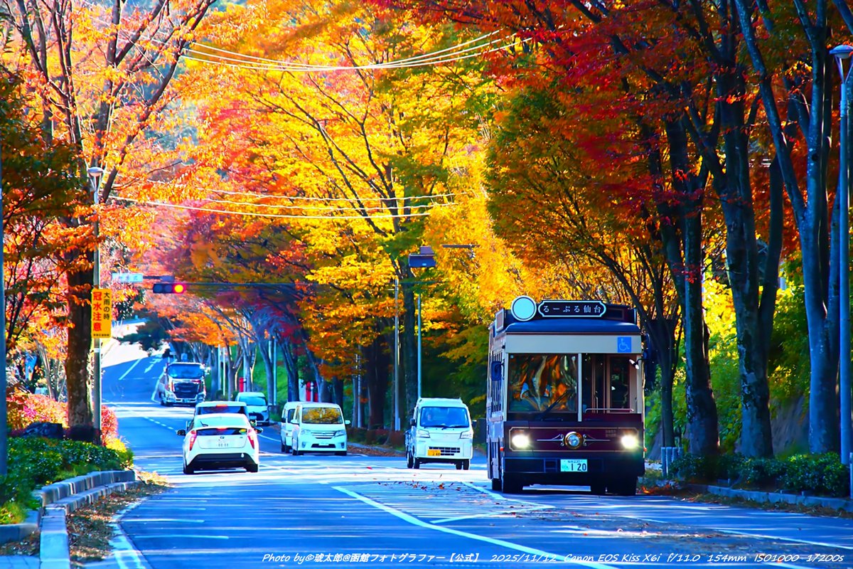 Shyokunin_k's tweet image. 皆さんどうも!😁✋

昨日13日深夜に仙台の遠征撮影から函館へ帰って参りました😁ただいまです😄

さて今回のテーマは!
秋色の仙台を走る「るーぷる仙台」—紅葉最盛×街の鼓動

函館から日帰りでは足りず…11/12・13の二日間、
仙台へ紅葉遠征。
テーマは「今がいちばん美しい秋の街並み ×…