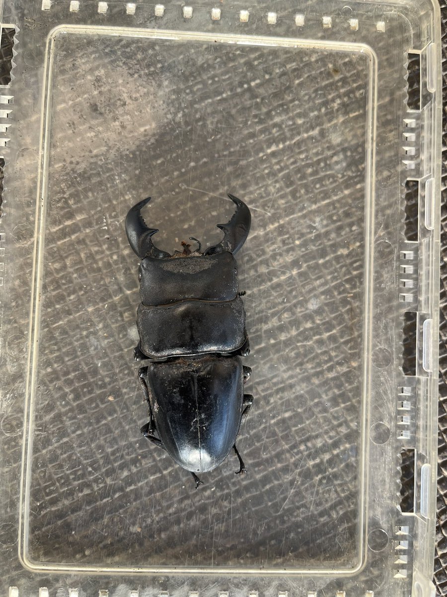 虫人 (@kabukuw97878) / Posts / X