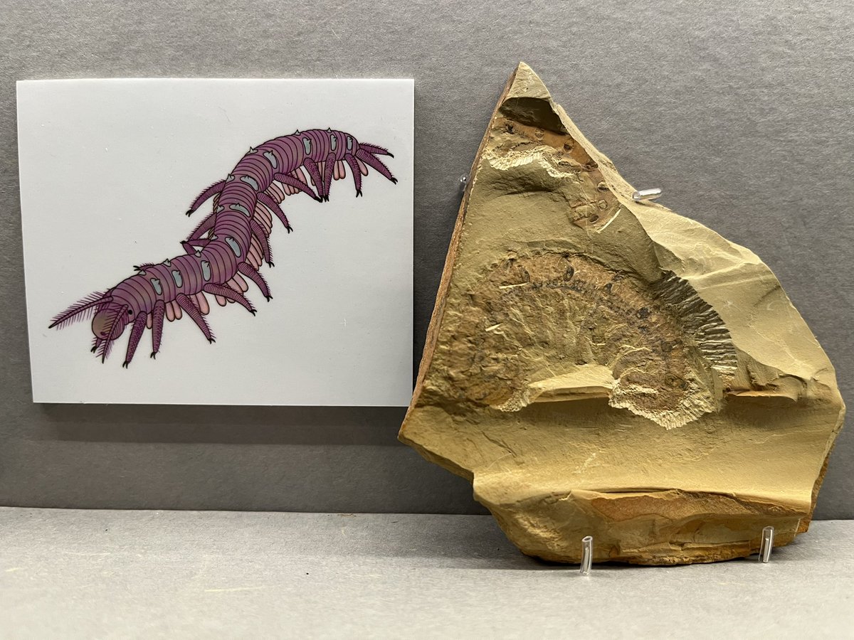 キンケツゥ・ナウ (@StarPredator247) / Posts / X