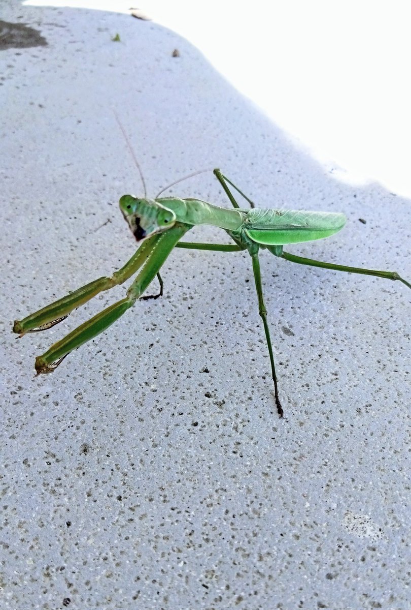 昆虫 ｶﾏｷﾘ : 「ﾔﾝﾉｶｺﾗ💢」 ｲｴｲｴ… |ω·)💬 #カマキリ #キリトリセカイ