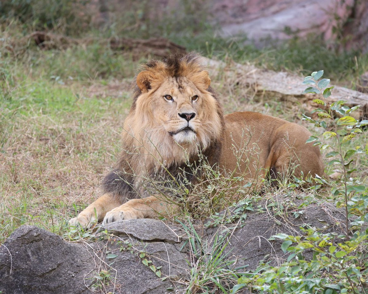 格好いいレグルス🦁✨ ＃東山動植物園 ＃ライオン