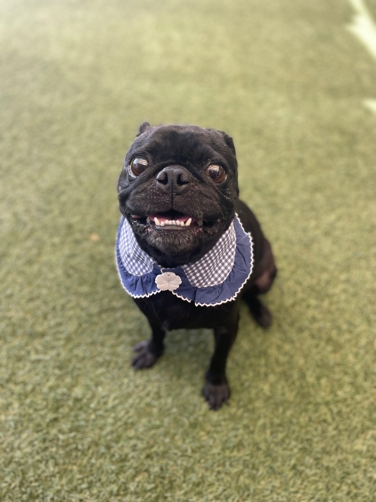 Los Angeles Dogs For You! 🐶 tweet media