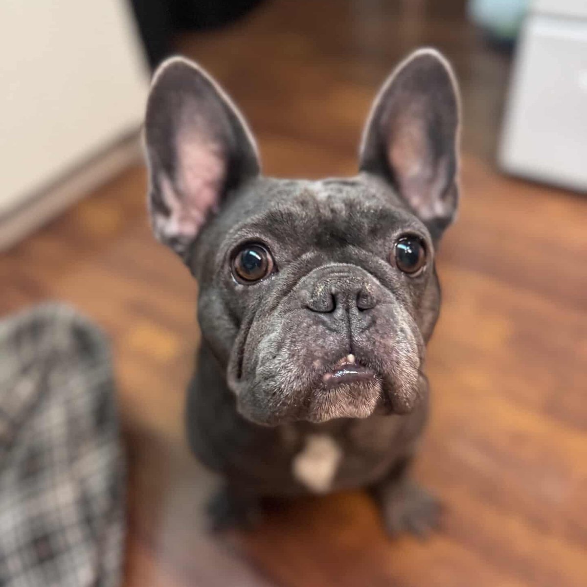 Los Angeles Dogs For You! 🐶 tweet media