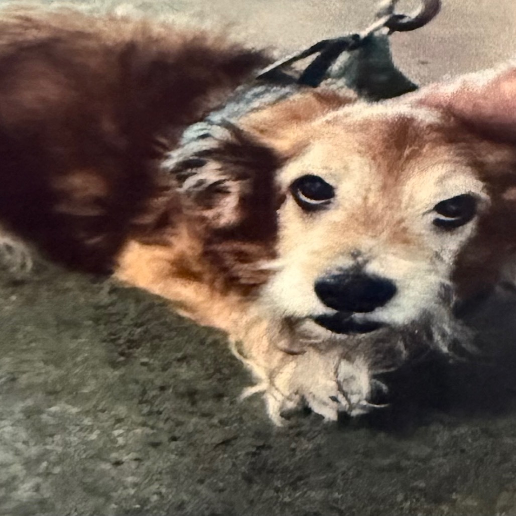 Los Angeles Dogs For You! 🐶 tweet media