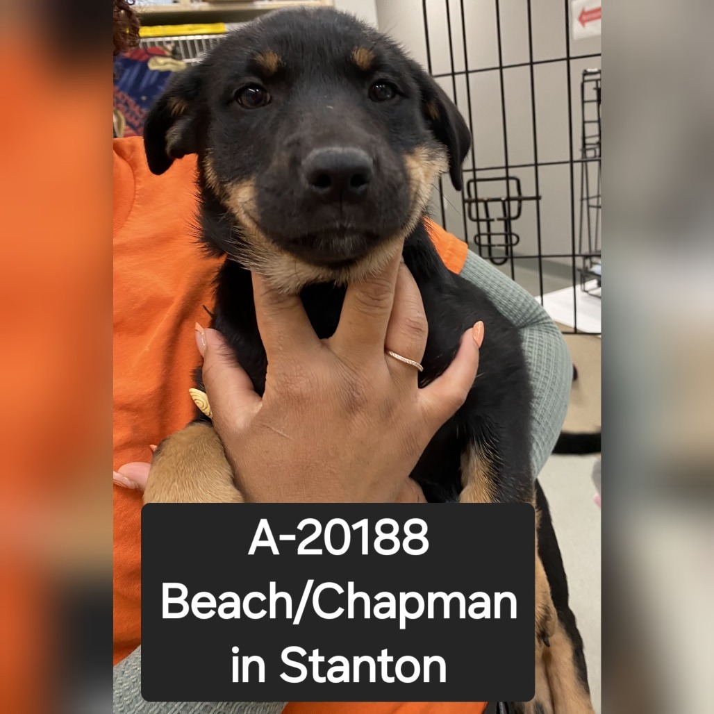 Los Angeles Dogs For You! 🐶 tweet media