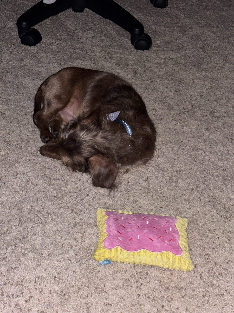GhulehGraveyard's tweet photo. Just a little baby and his poptart 💕 https://t.co/6EWtF2R3CP