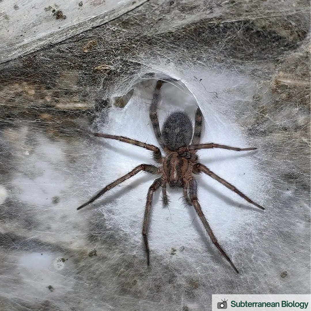 🕷️🕸️

#ciencia #biología #divulgación #arañas #cuevas