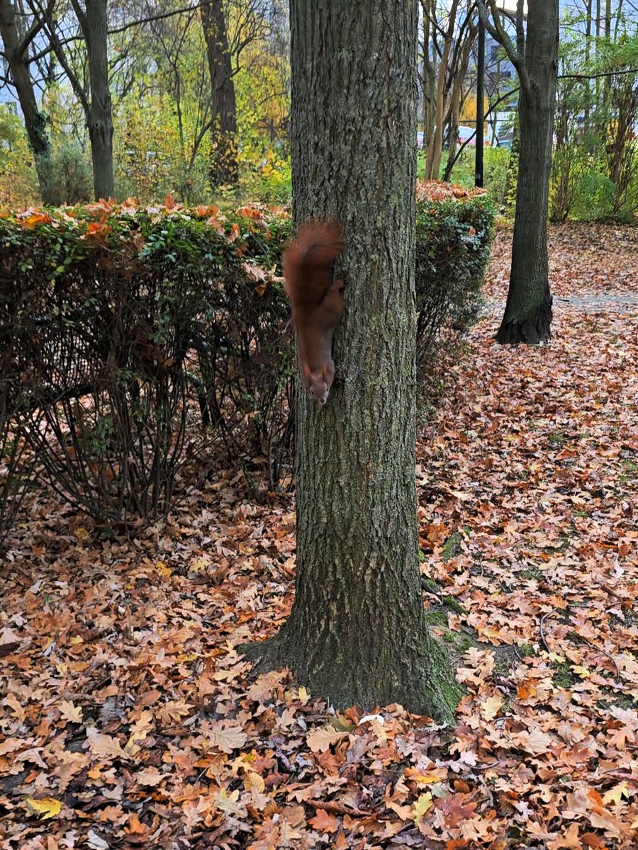 Guckt Euch diesen Faulpelz an 🐿
Klebt an seinem Baum und erwartet, dass ich die Nüsse zu ihm bringe 😂