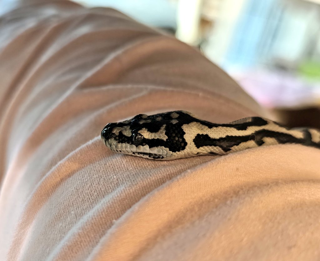 YJCCdpI82ZRXAId's tweet image. いつも膝の上で寝るんだけどカーペットってこんなに大人しいものなのかな？
ほんと可愛い🥰
#カーペットパイソン