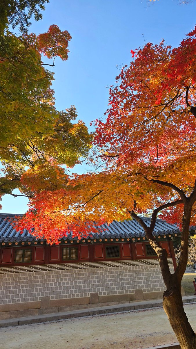 wkh320_'s tweet image. 紅葉綺麗で色々写真撮ってたら2時間経ってた..🍁