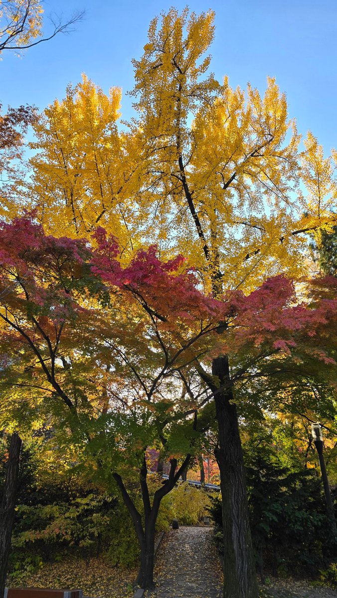 wkh320_'s tweet image. 紅葉綺麗で色々写真撮ってたら2時間経ってた..🍁