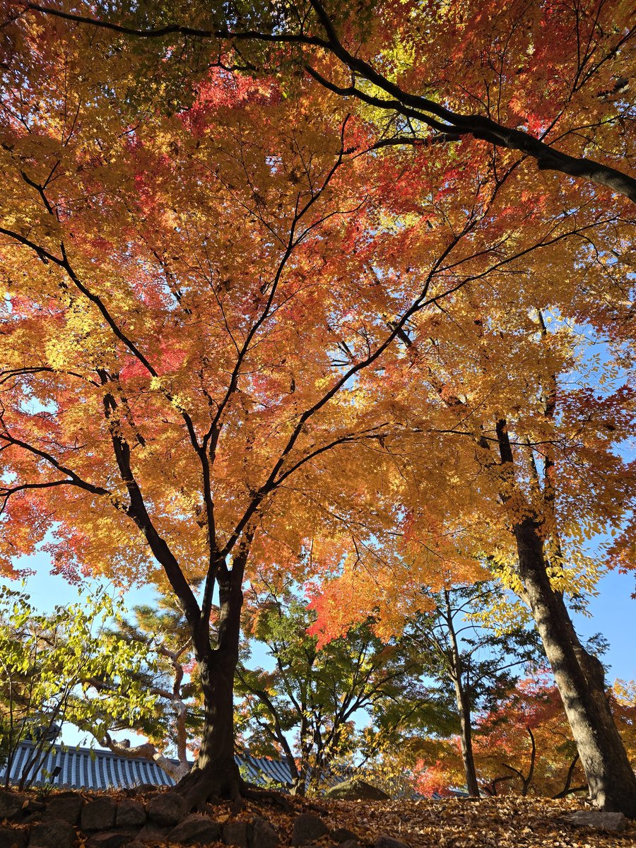 wkh320_'s tweet image. 紅葉綺麗で色々写真撮ってたら2時間経ってた..🍁