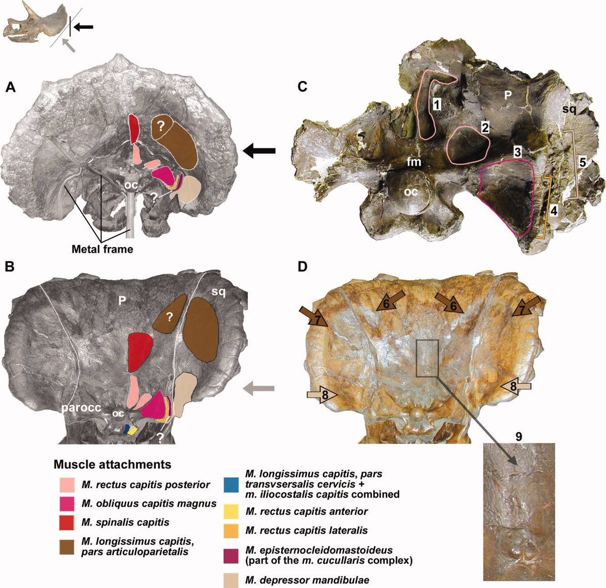 Sketchy_raptor's tweet image. Well-preserved Triceratops skulls have a sharp falloff on the rear frill from a vascular texture to &quot;scooped out&quot; cavities. It is likely these cavities were filled out by neck musculature. Many reconstructions overlook them, ending up with necks that are prorbably far too skinny.