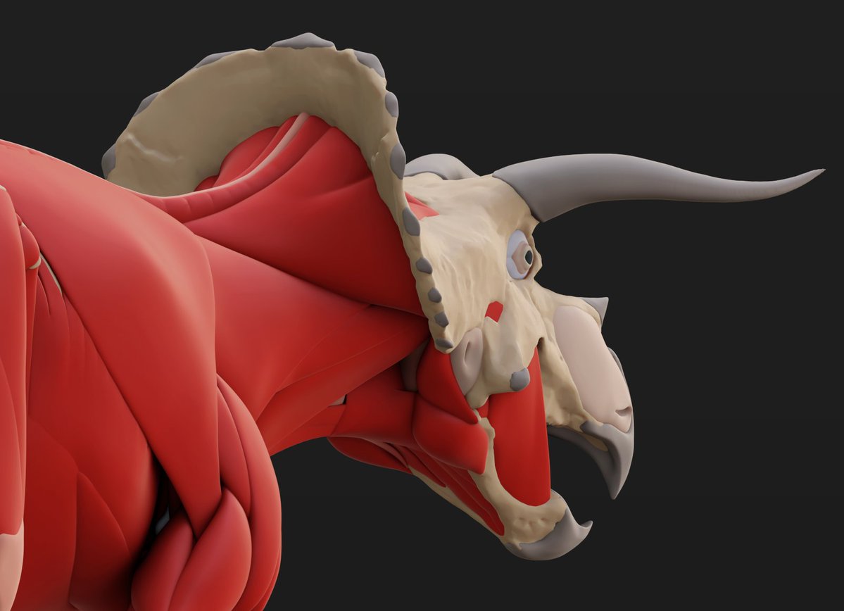 Sketchy_raptor's tweet image. Well-preserved Triceratops skulls have a sharp falloff on the rear frill from a vascular texture to &quot;scooped out&quot; cavities. It is likely these cavities were filled out by neck musculature. Many reconstructions overlook them, ending up with necks that are prorbably far too skinny.