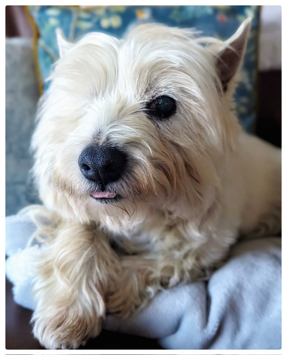 snoopysue71's tweet image. A morning walk in the rain 😊
Freshened him up 🥰
Eye treated ✨
Had breakfast 💜
Time to snuggle down 🤗
Things that make me happy 💛
#Gentleness 🩵
#Ready4Freddie 💚🐶 
#KeepGoing x⛅