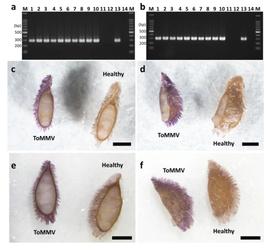 J Gen Plant Pathol tweet media