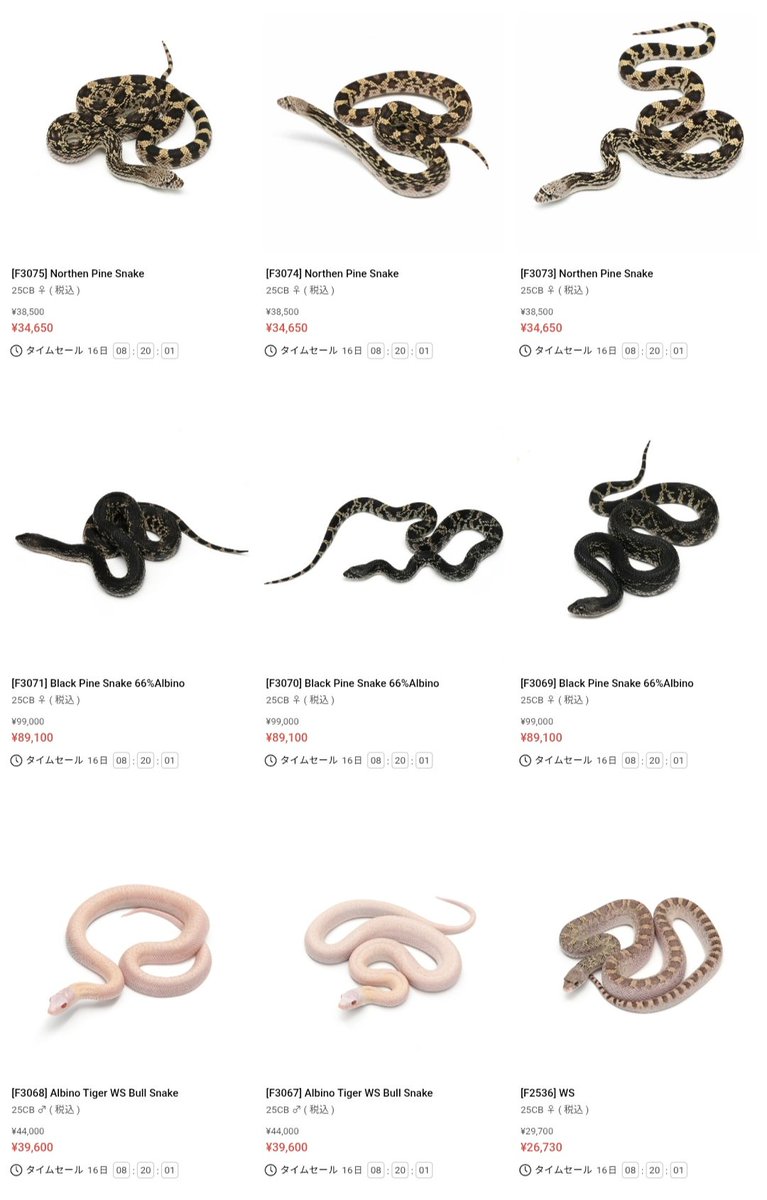 shiba専用ページ Bull Snake全個体10%引きになりました✨ 11月便は11/18日まで予約受付