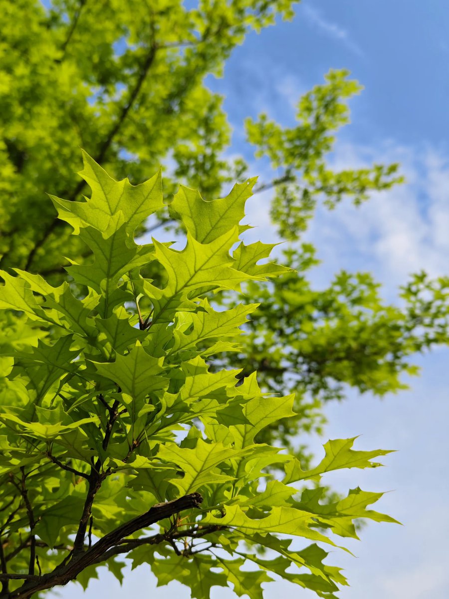 manateelazycat's tweet image. 回复一个网友的问题，为什么做操作系统一定要做硬件？

一个做系统的团队，如果不做硬件，长时间来说是活不下去的，为什么？

1.…