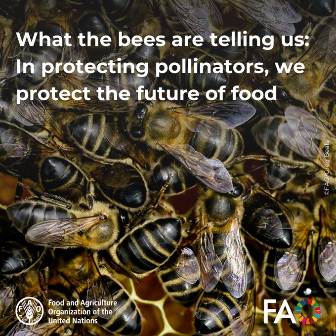 Bees are sounding the alarm.🐝

Their health is tied to the way we grow our food and care for nature.

Their decline doesn’t just threaten nature: it undermines our agrifood systems, from farm productivity to food security and nutrition.

👉 bit.ly/4k6WAIL
