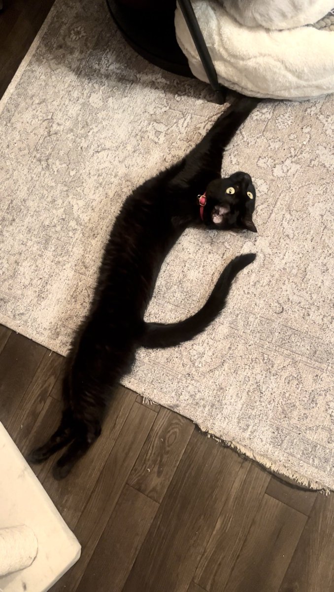 学名:ナガイナガイカワイスギネコチャン