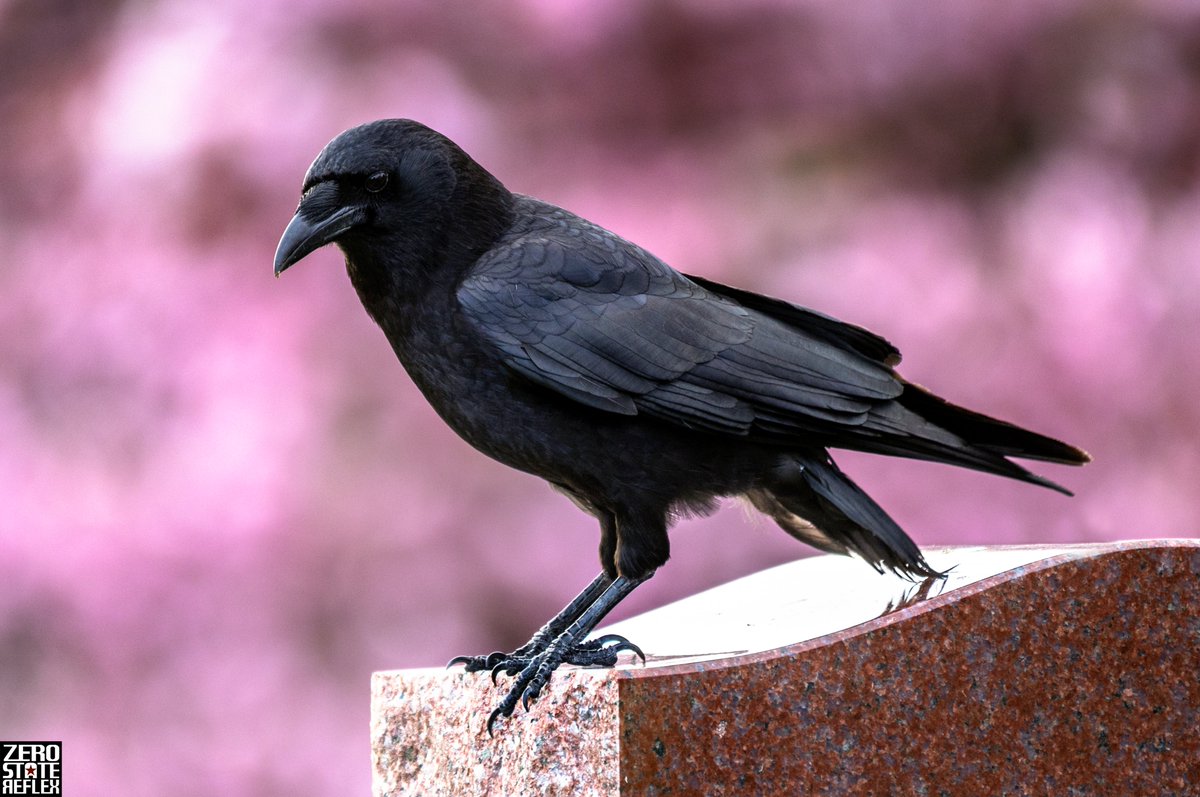 ZeroStateReflex's tweet image. Let yourself be silently drawn by the strange pull of what you really love. It will not lead you astray.

Rumi