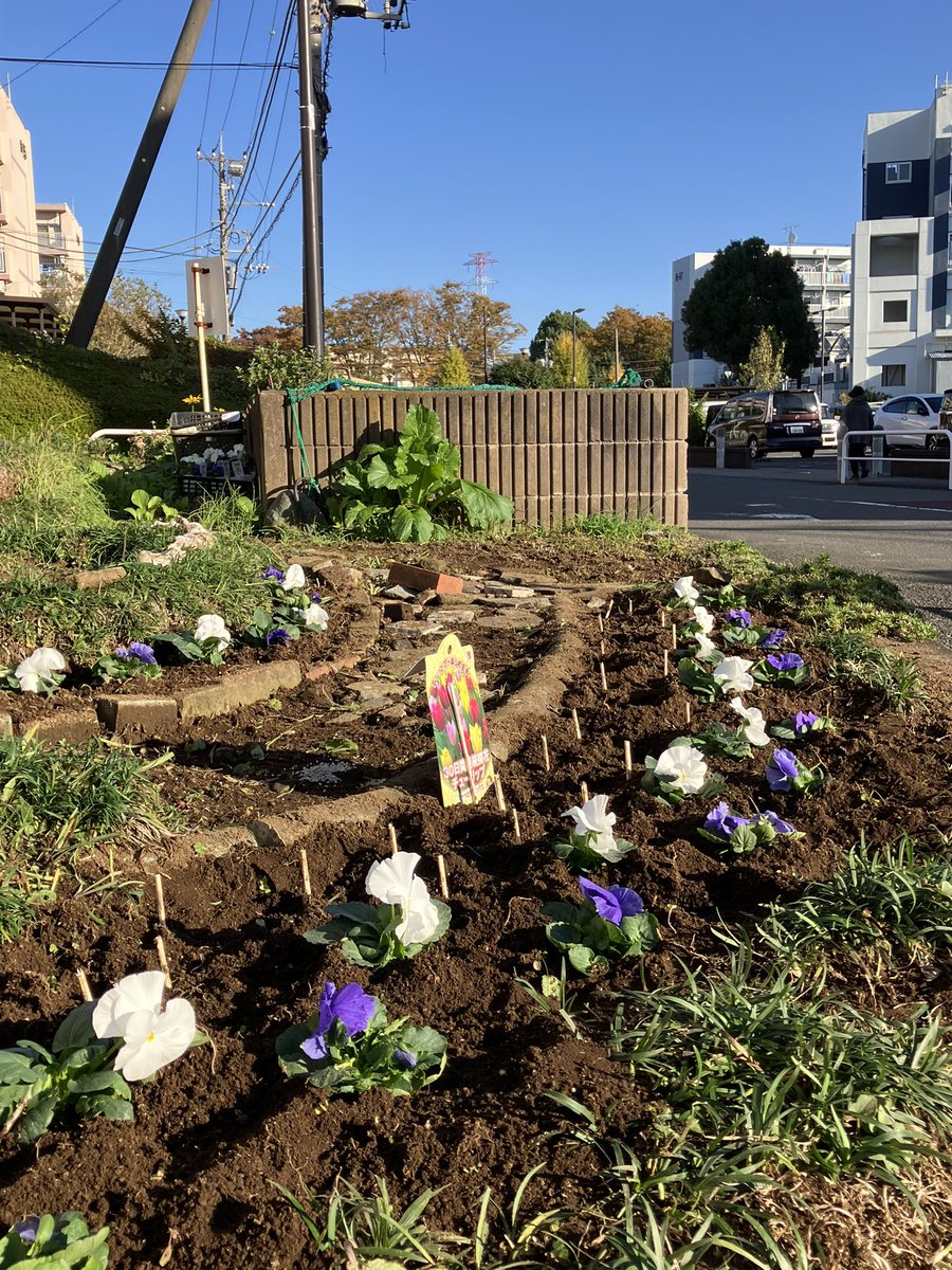 こんにちは😃 自宅近くの園芸好きな方が手入れしている団地の植え込み