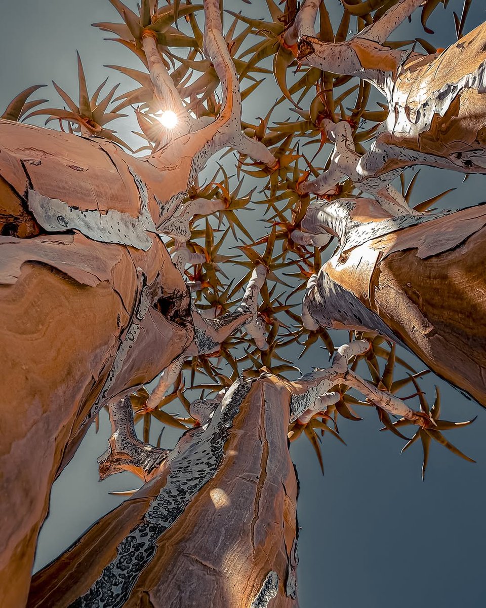 mrdzidzor's tweet image. N A M I B I A 🇳🇦