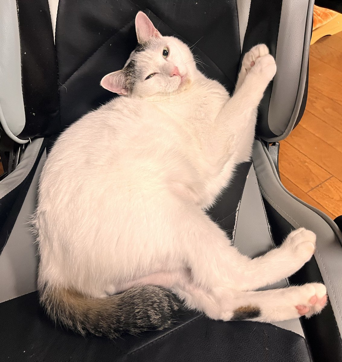 85te3ta21's tweet image. こういうのすぐ買っちゃう

今日も元気そうで一安心😮‍💨

#iqos