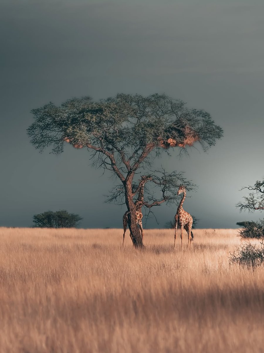 mrdzidzor's tweet image. N A M I B I A 🇳🇦